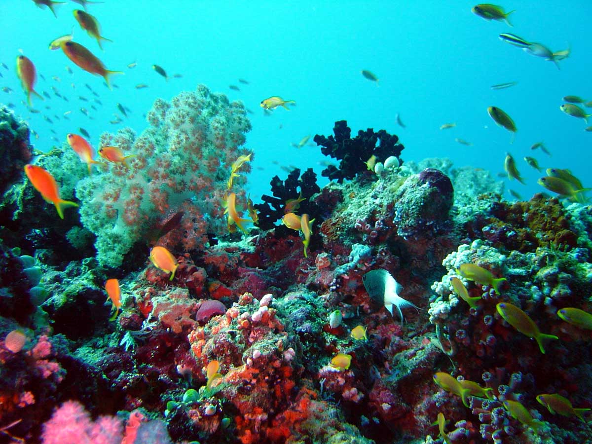 Разнообразие живых организмов в океане. Морское дно индийского океана. Исследователи океана. Океанология. Современный мировой океан.