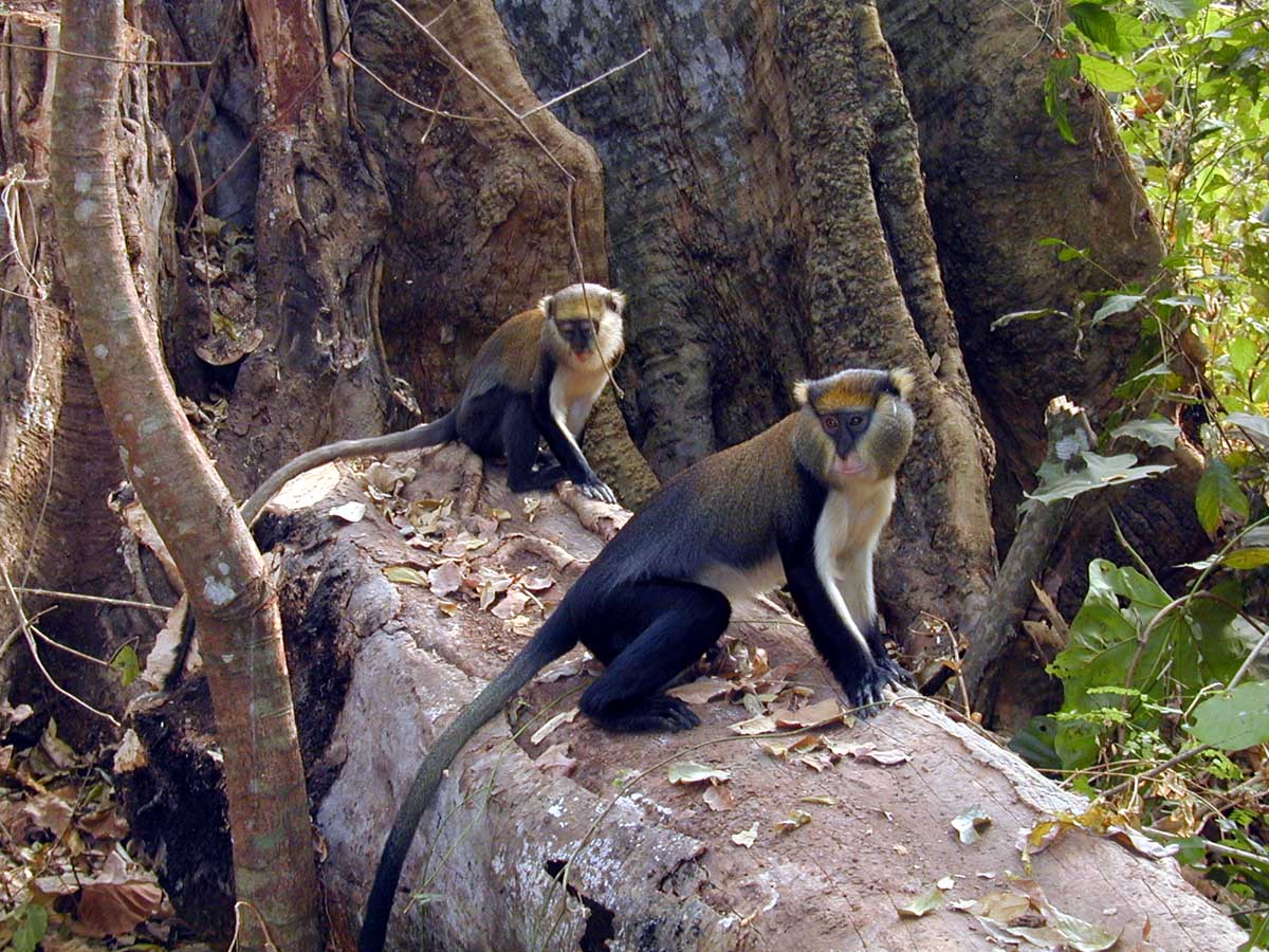 monkeys ghana 79