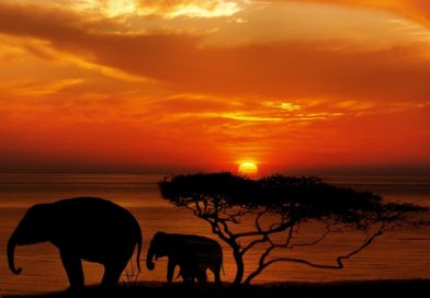 5 Best African Safari dream destinations 5 Best African Safari dream destinations