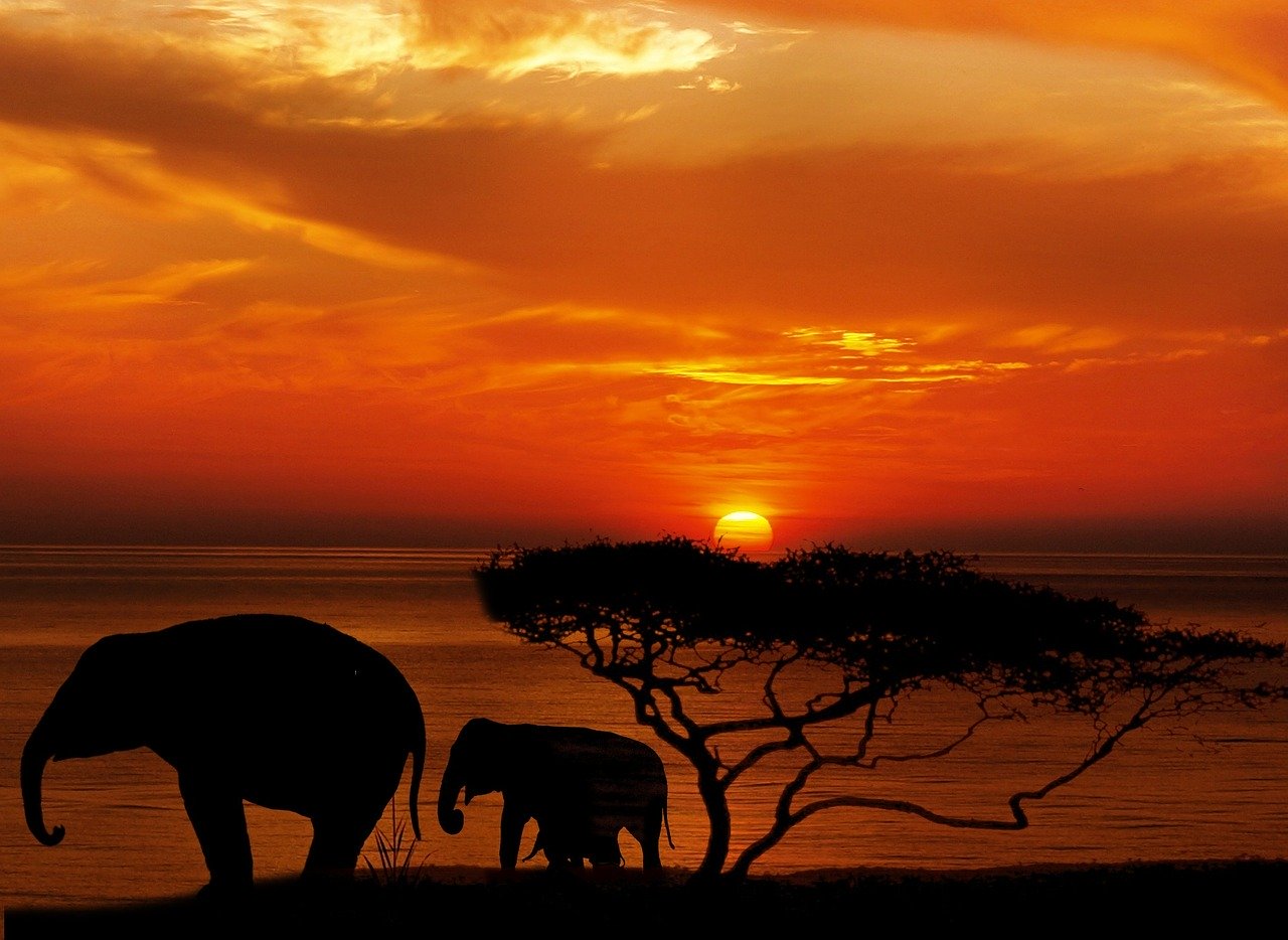 african safari dream