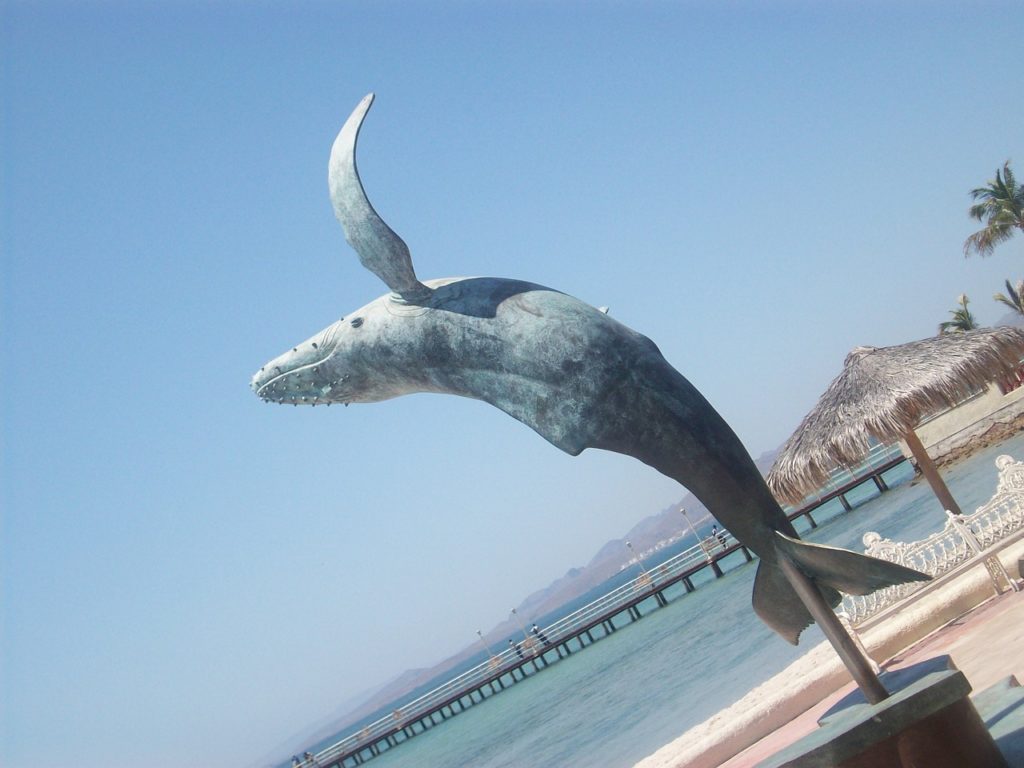 La paz Mexico, Whale image