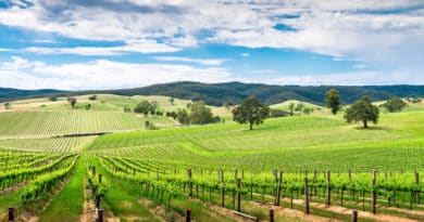 A Photographer’s Guide to Taking the Best Vineyard Pictures in Australia Best Vineyard Pictures