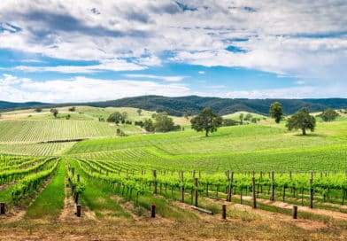 A Photographer’s Guide to Taking the Best Vineyard Pictures in Australia Best Vineyard Pictures